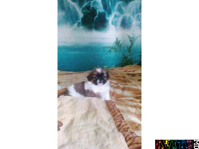 VIND CATELUSI PEKINES