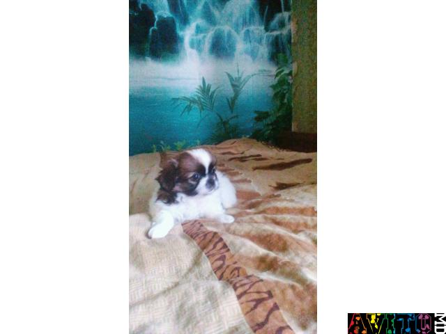 VIND CATELUSI PEKINES