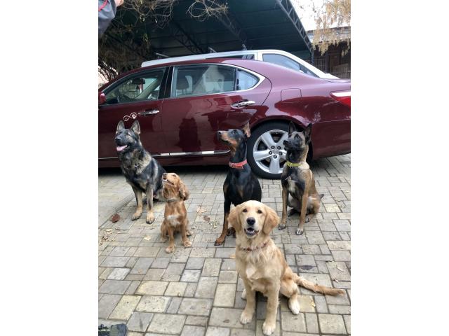 Дрессировка собак