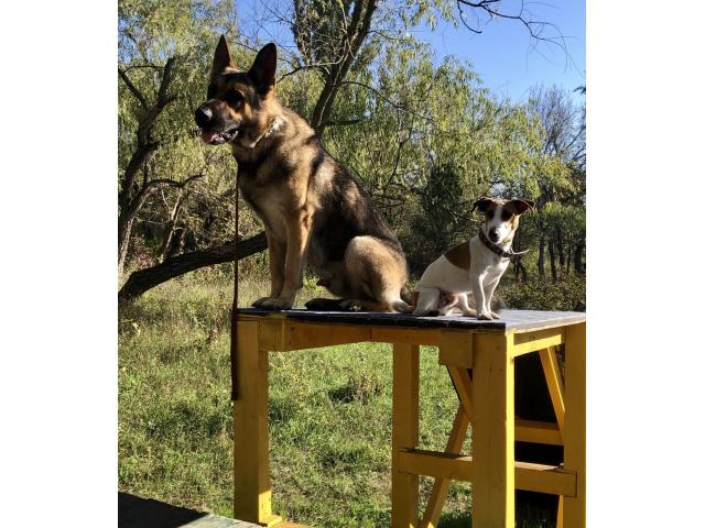 Дрессировка собак