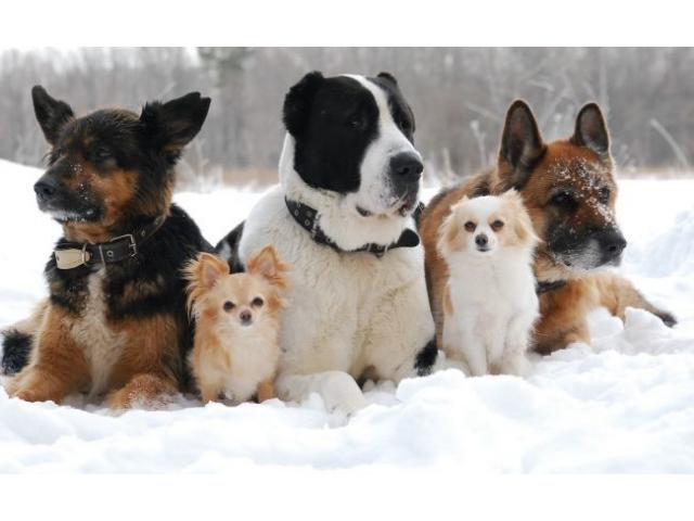 Профессиональная дрессировка собак любых пород.