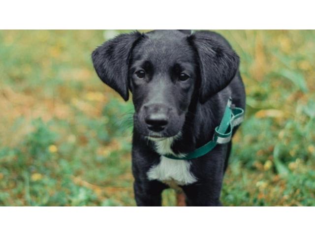 Профессиональная дрессировка собак любых пород.