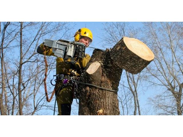 Распиловка деревьев в труднодоступных местах