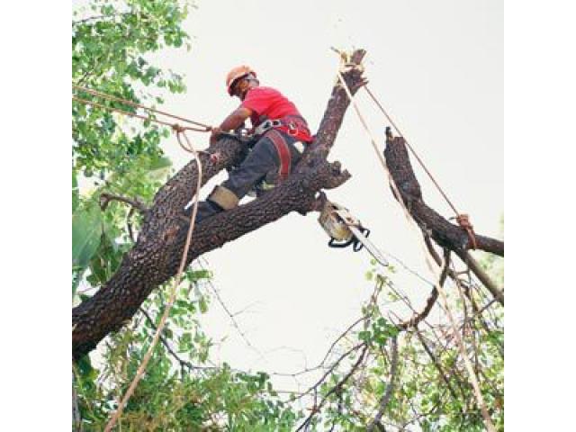 Распиловка деревьев в труднодоступных местах
