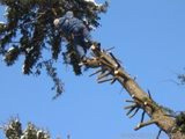 Распиловка деревьев в труднодоступных местах