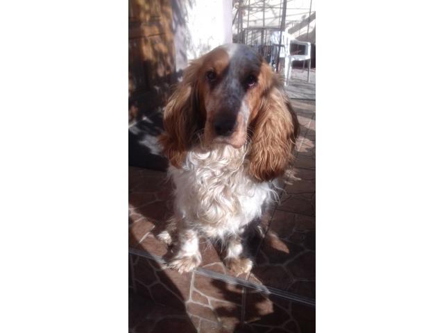 Кокер спаниель