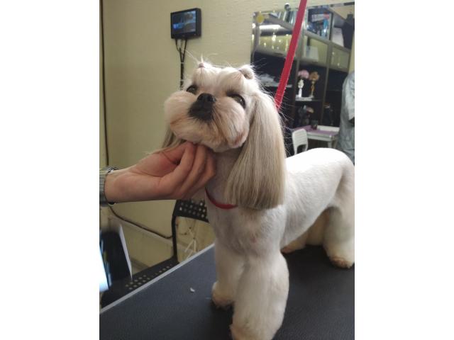 Стрижка собак и кошек. Буюканы.