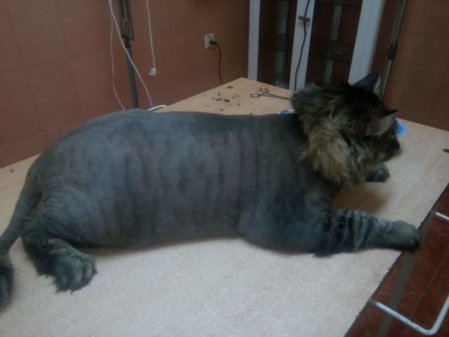 Стрижка кошек и мелких собак