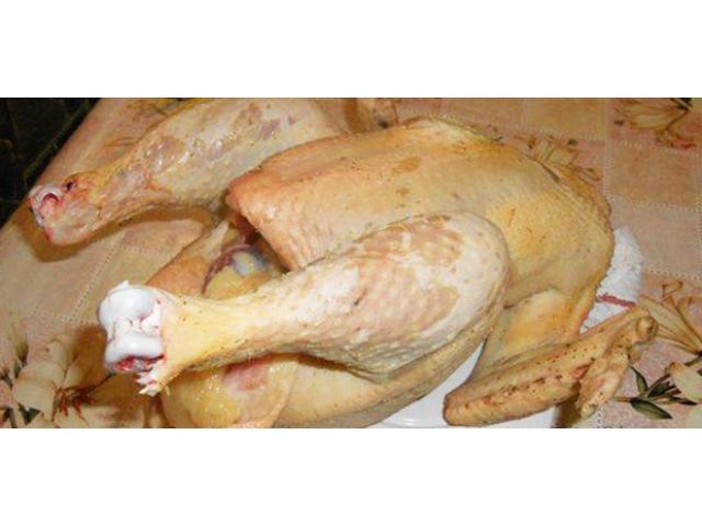 курица домашняя