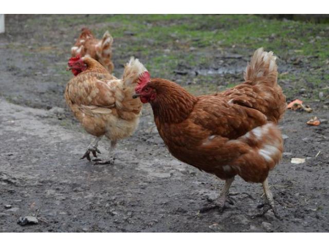 курица домашняя