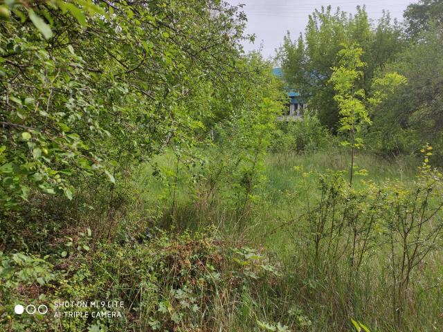 Уборка участков, Резка деревьев