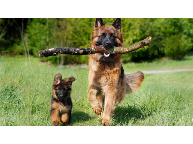 Профессиональная дрессировка собак любых пород Выгул Содержание