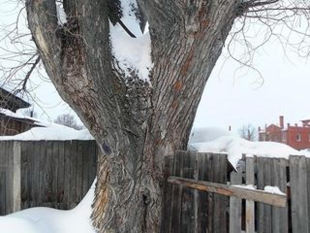 Резка деревьев