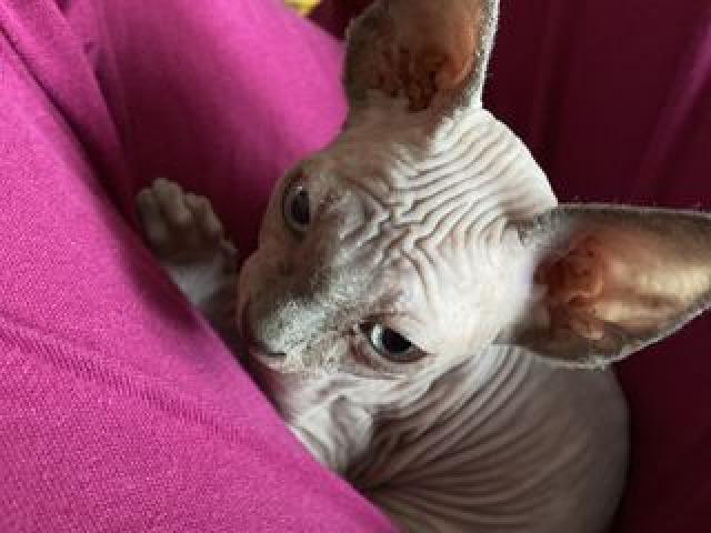 Мальчик чистокровный сфинкс лиловый