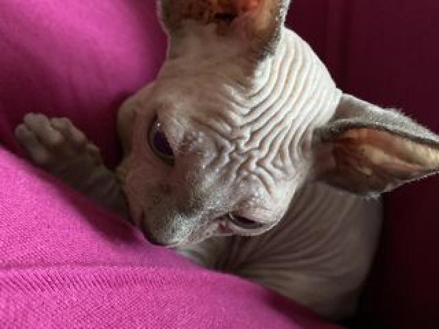 Мальчик чистокровный сфинкс лиловый