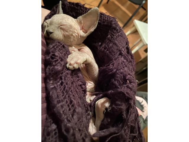 Мальчик чистокровный сфинкс лиловый