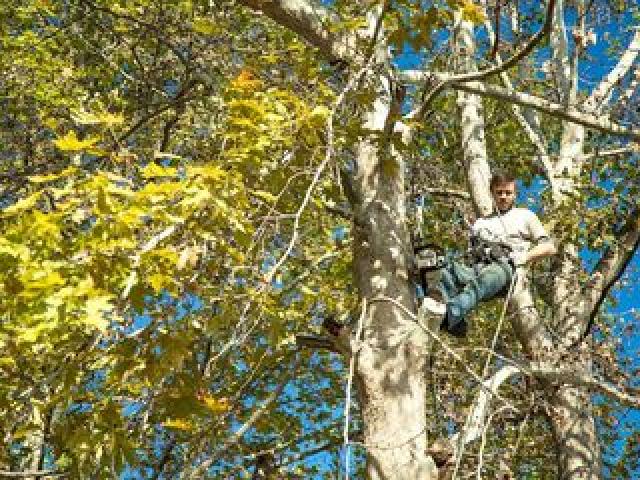 Распиловка деревьев в труднодоступных местах-Альпинист-Проф. снаряжение.