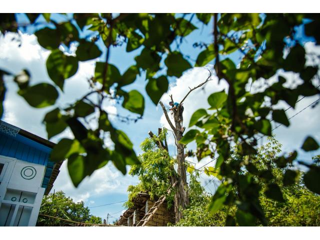 Распиловка деревьев в труднодоступных местах-Альпинист-Проф. снаряжение.