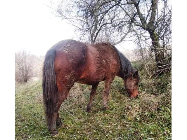 Vând iapa 7000 lei și căruța 2000 lei.