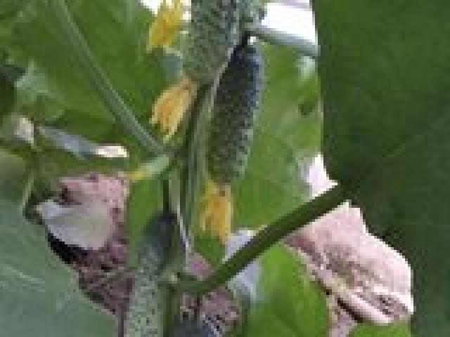 Огурец Шакти. А так же вы можете найти и другие семена.