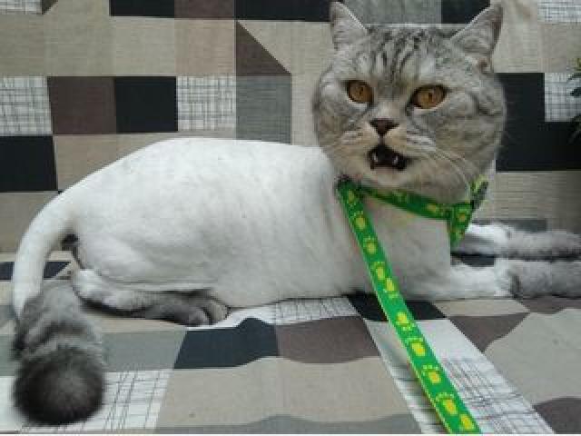 Стрижка кошек без наркоза в зоо-салоне мистер дог