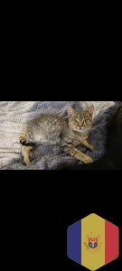 Отдам в добрые руки собачку и котят