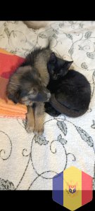 Отдам в добрые руки собачку и котят