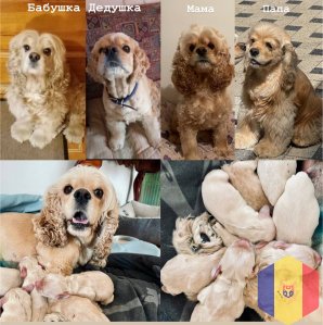 Продам щенков Американского кокер-спаниеля