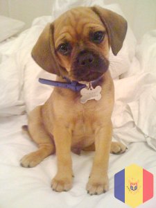 Щенки Пагальера.