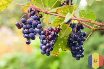 Виноград бесплатно