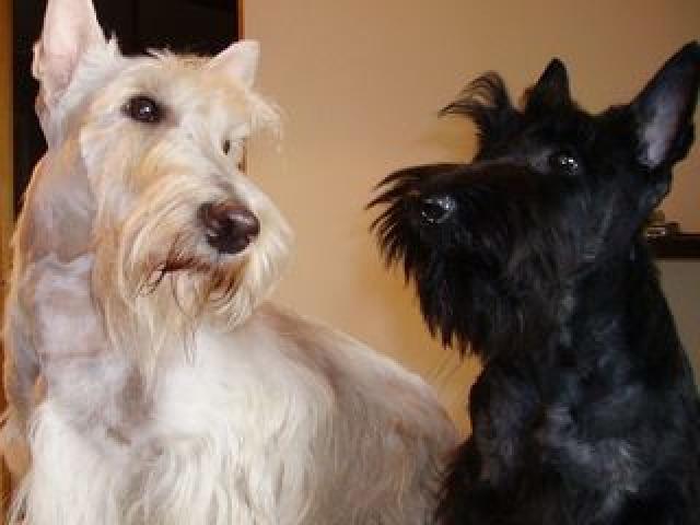 Стрижка кошек