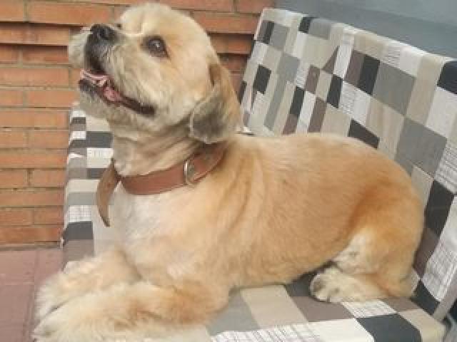 Зоосалон Mister Dog предлагает парикмахерские услуги для животных .150 лей