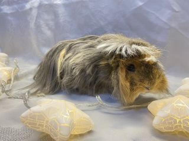 Морские свинки.Подарите ребенку счастье.