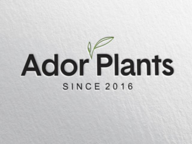 Разработка логотипа, логобука, брендинг.