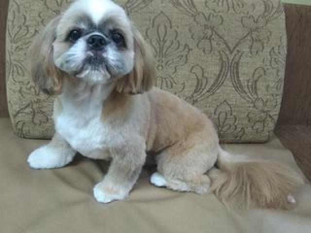 Груминг и купание для животных от 150 лей .