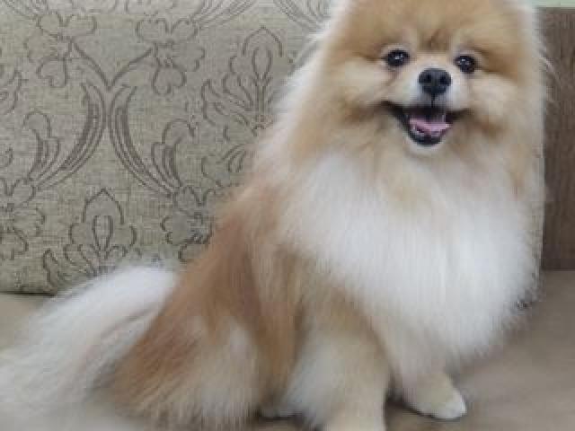 Груминг и купание для животных от 150 лей .