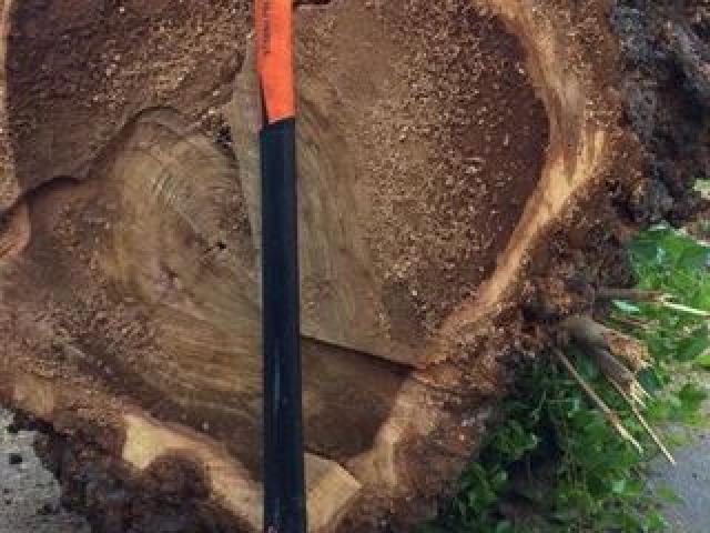 Вам нужно спилить дерево. Расчистить участок от деревьев. Обрезать ветки. Удалить пень.
