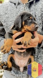 Продаю щенков добермана