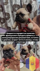 Продам породистых щенков французского бульдога