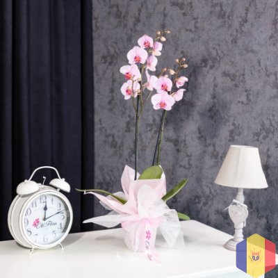 Flori pentru orice ocazie, livrate cu grijă în Chișinău