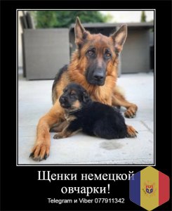 Щенки немецкой овчарки стандартного окраса!
