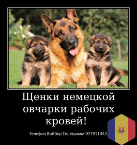 Щенки немецкой овчарки стандартного окраса!