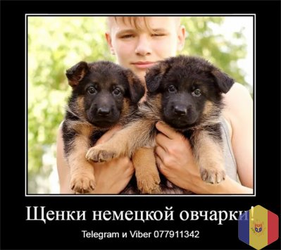 Щенки немецкой овчарки стандартного окраса!