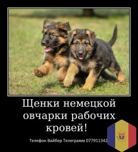 Щенки немецкой овчарки стандартного окраса!