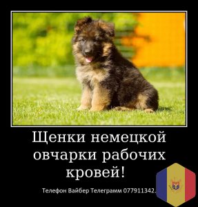 Щенки немецкой овчарки стандартного окраса!