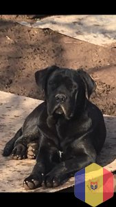 Собаки породы Cane Corso