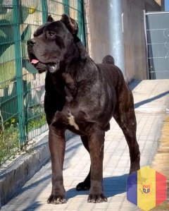 Собаки породы Cane Corso