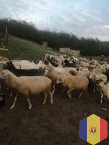Продаем овец и коз
