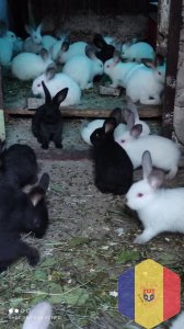 Кролики на продажу