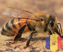 Продам пчел с ульями и без